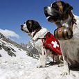 阿爾卑斯山搜救犬