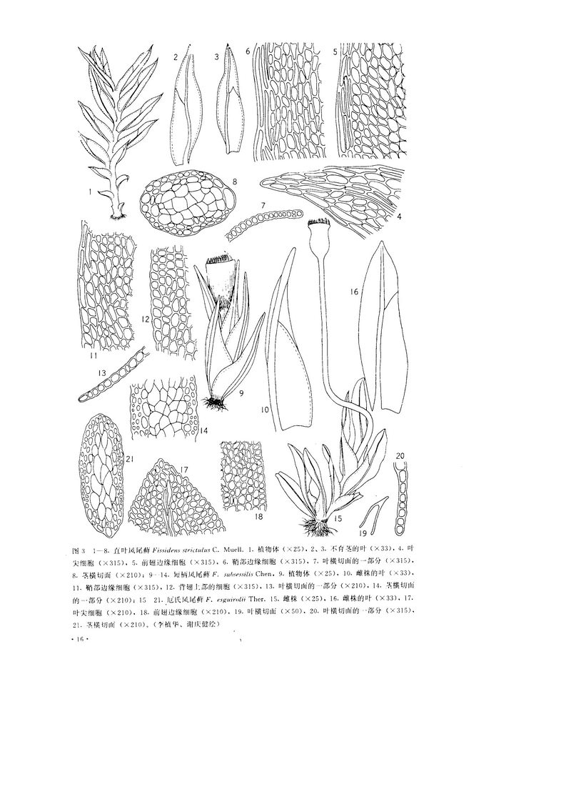 厄氏鳳尾蘚