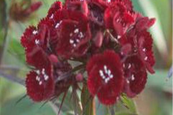 Dianthus barbatus \x27Heart Attack\x27