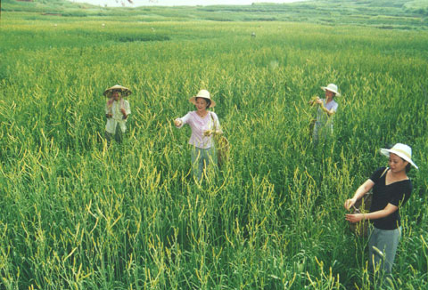 黃花採摘現場