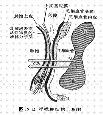 呼吸膜結構