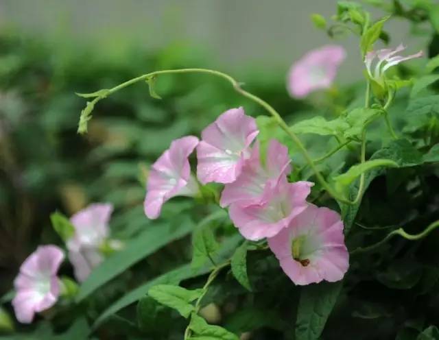 田旋花(茄目旋花科植物)