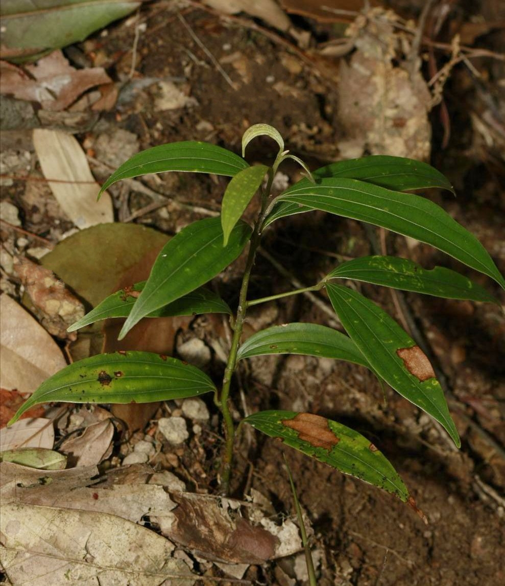 香桂