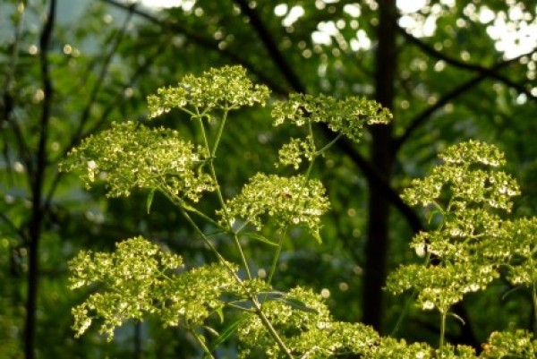 少蕊敗醬（原變種）