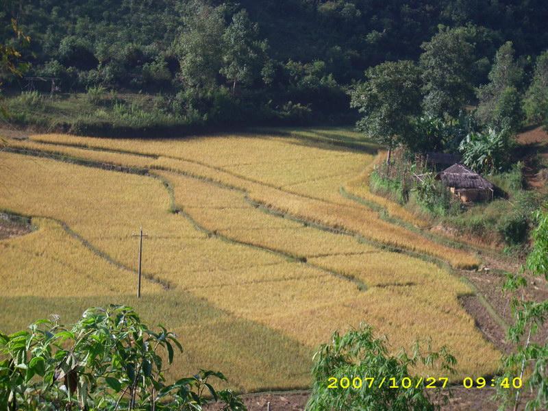 村中田園