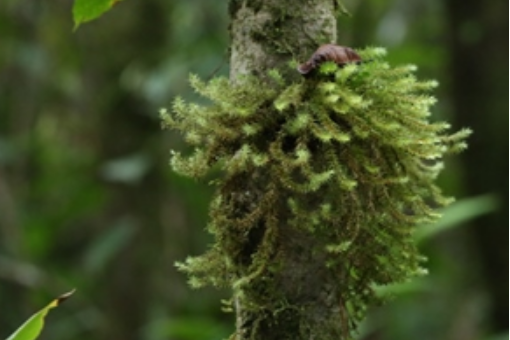 纖細小光萼苔屬