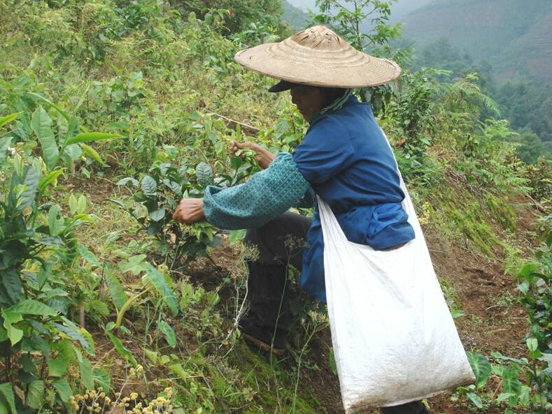 採摘茶葉