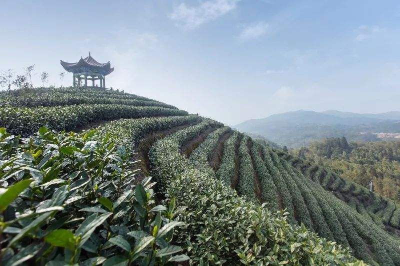 平陽黃湯茶園