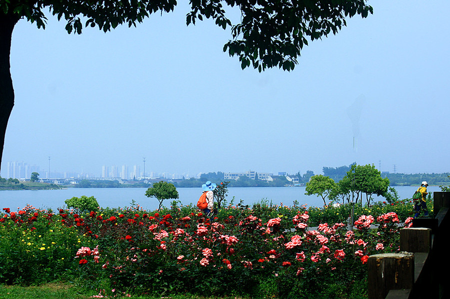 盛澤湖休閒度假區生態月季公園