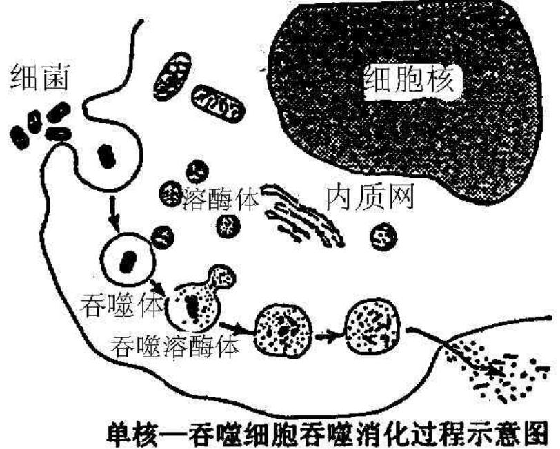 不完全吞噬