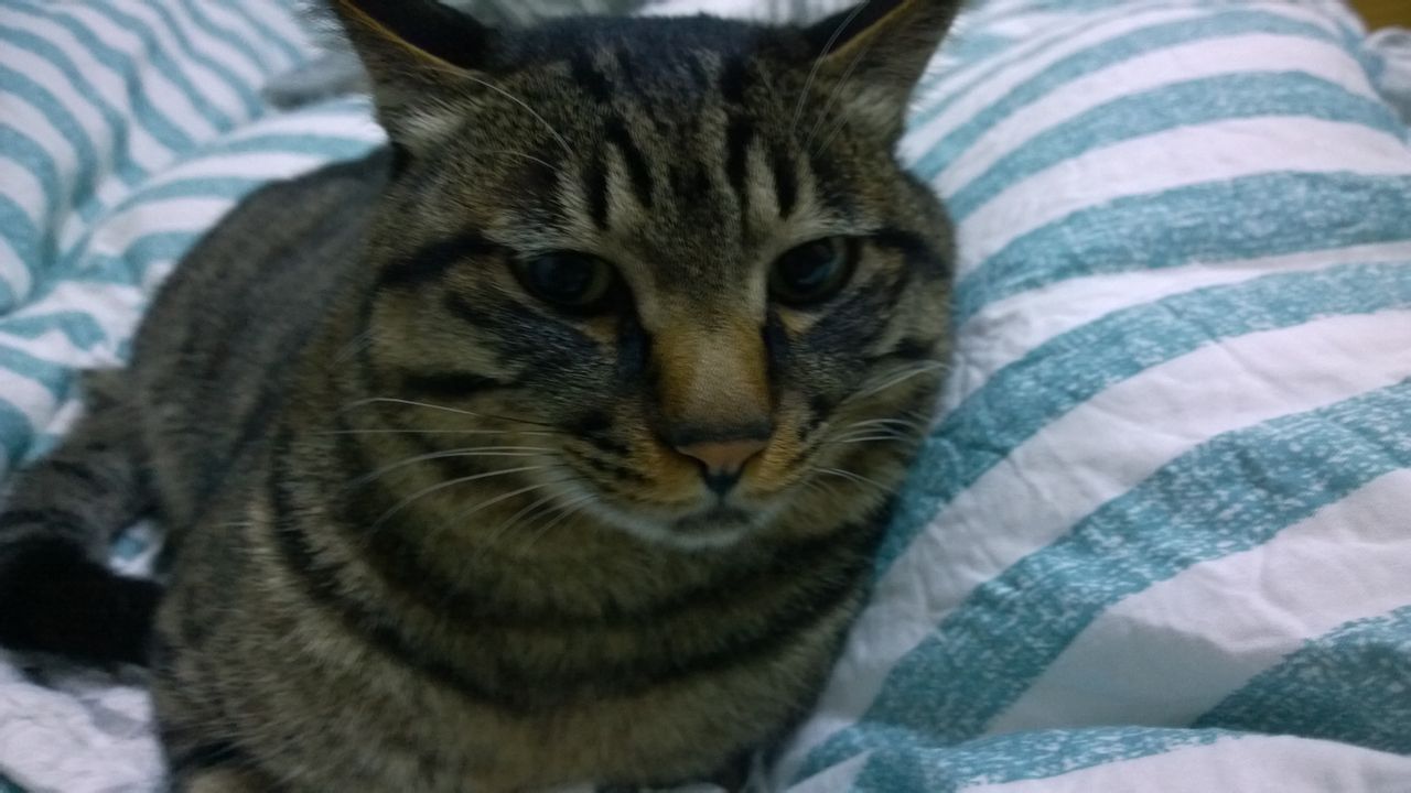 排骨湯燜飯