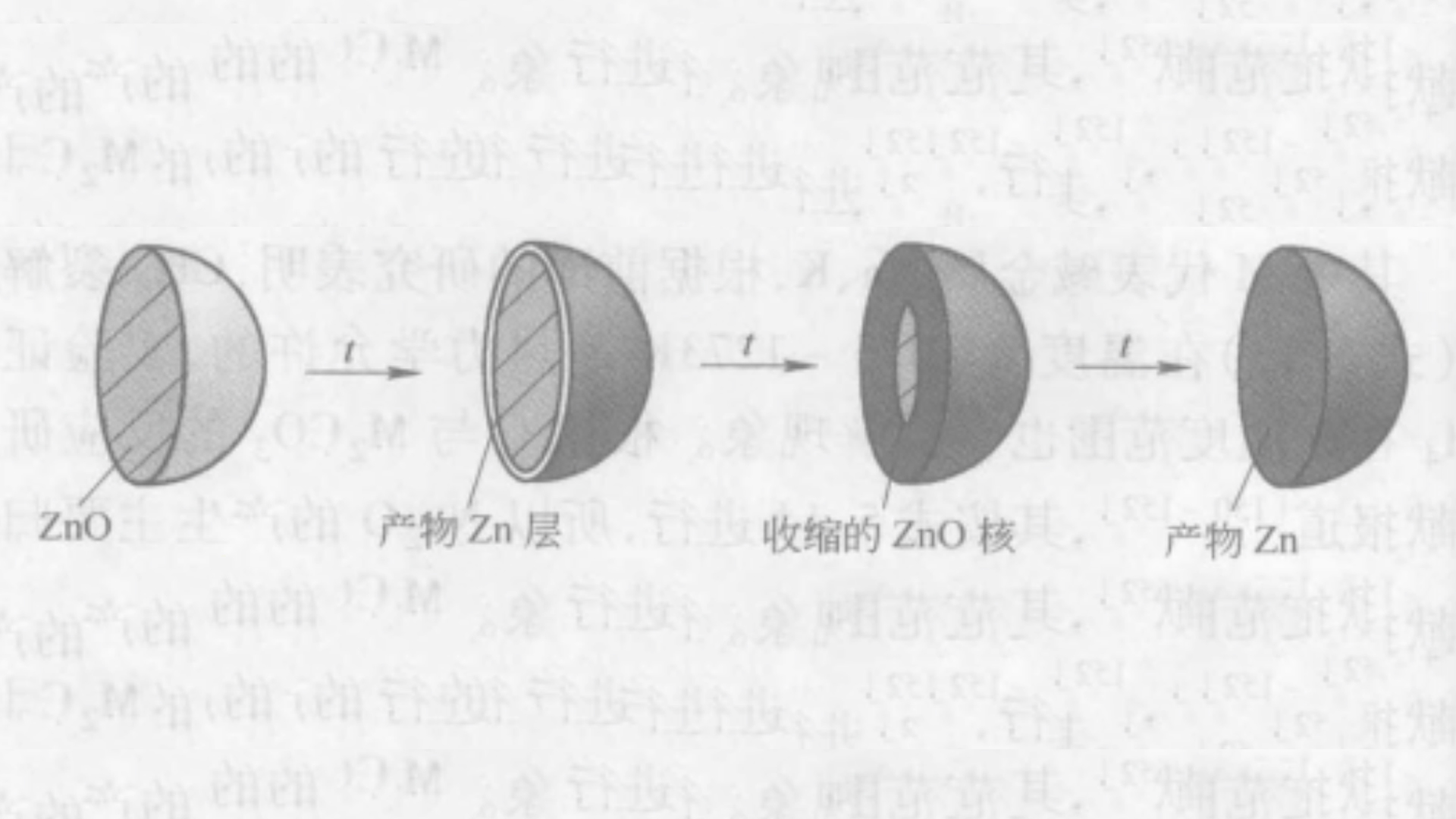 縮核模型