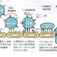 病毒編碼受體