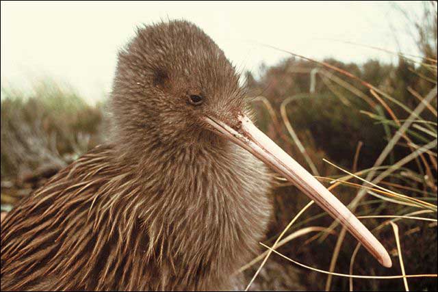 kiwi