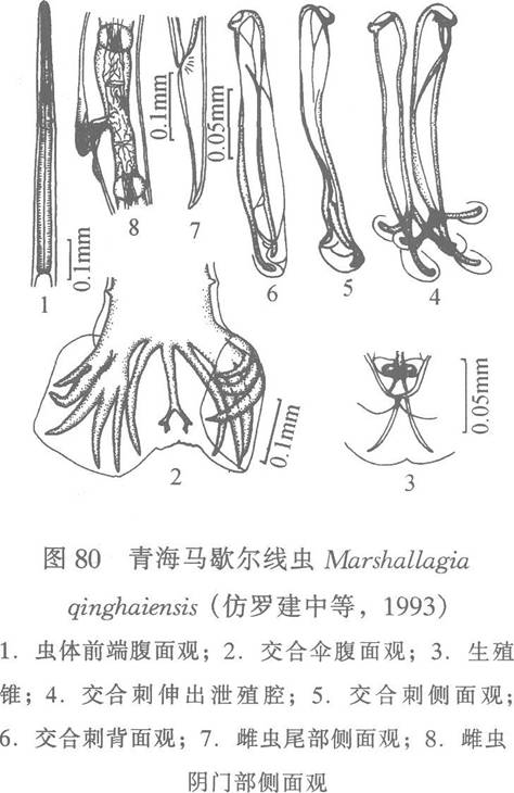 青海馬歇爾線蟲