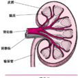 鐮狀細胞貧血腎病