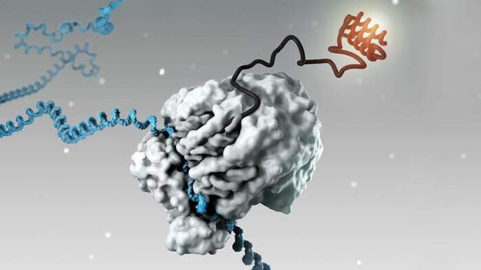 信使核糖核酸(信使RNA)