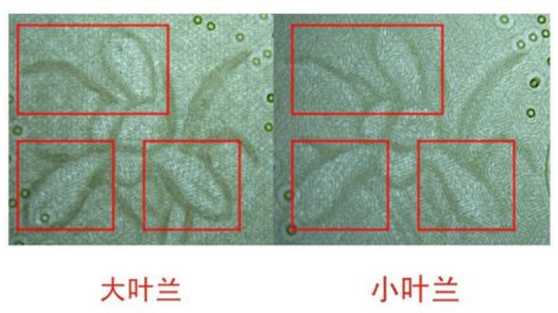 大葉蘭與小葉蘭 水印對比圖