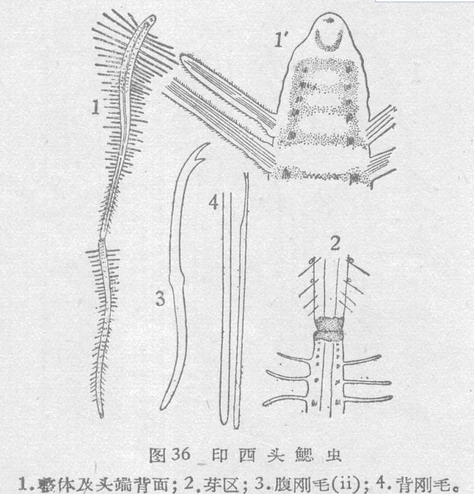 印西頭鰓蟲