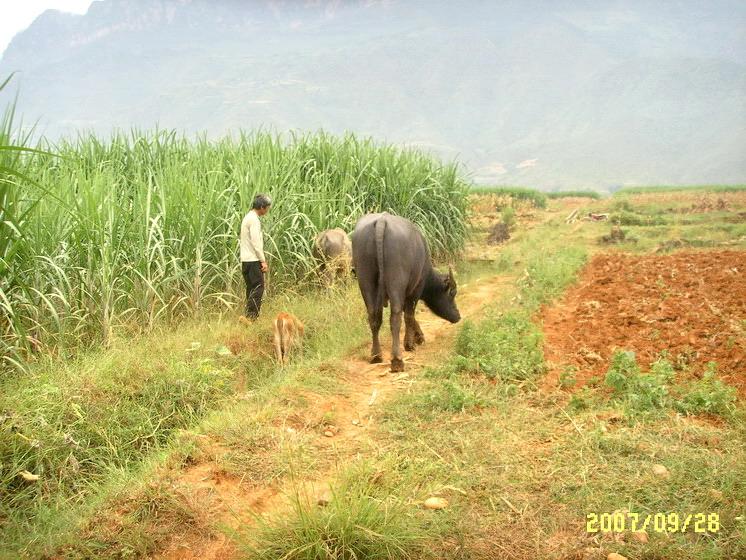 李家坪自然村(雲南大理鶴慶縣龍開口鎮箐北村李家坪自然村)