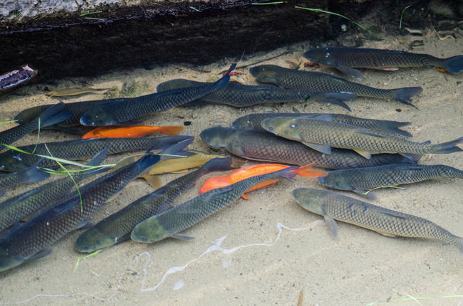 開化清水魚