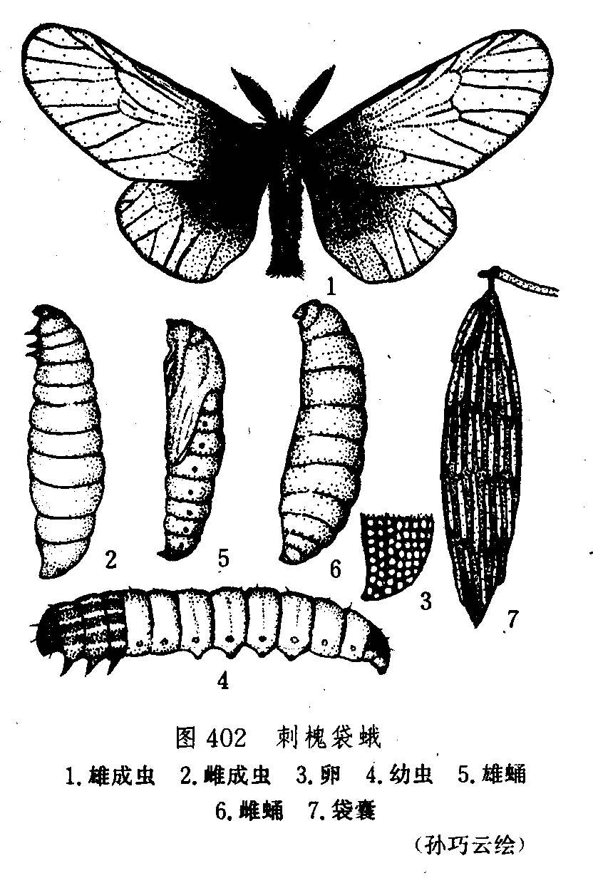 刺槐袋蛾