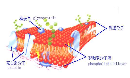 磷脂圖解