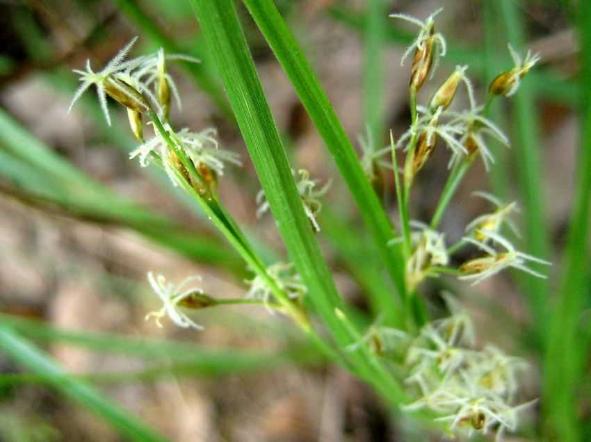 小飄拂草