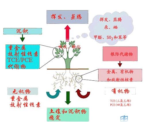 植物降解修復