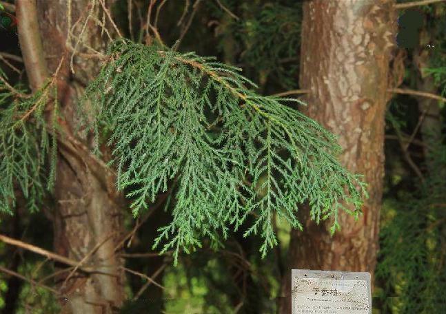 乾香柏麗江家系09號