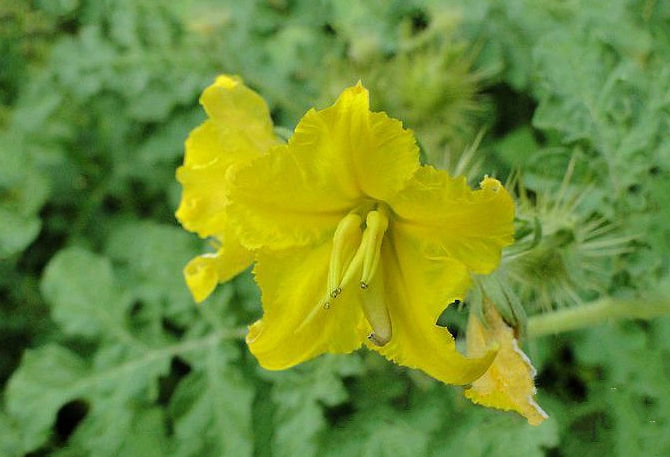 黃花刺茄