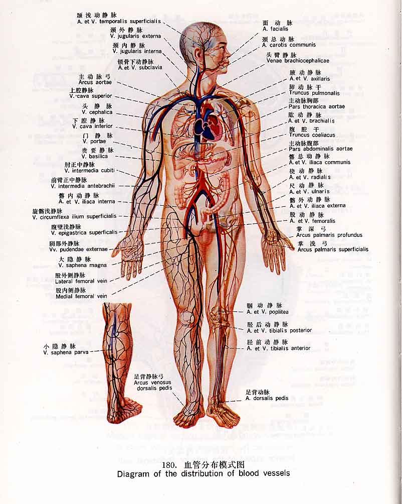 血液崇拜