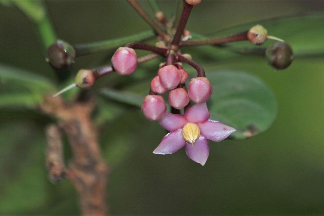 酸薹菜(酸苔菜)