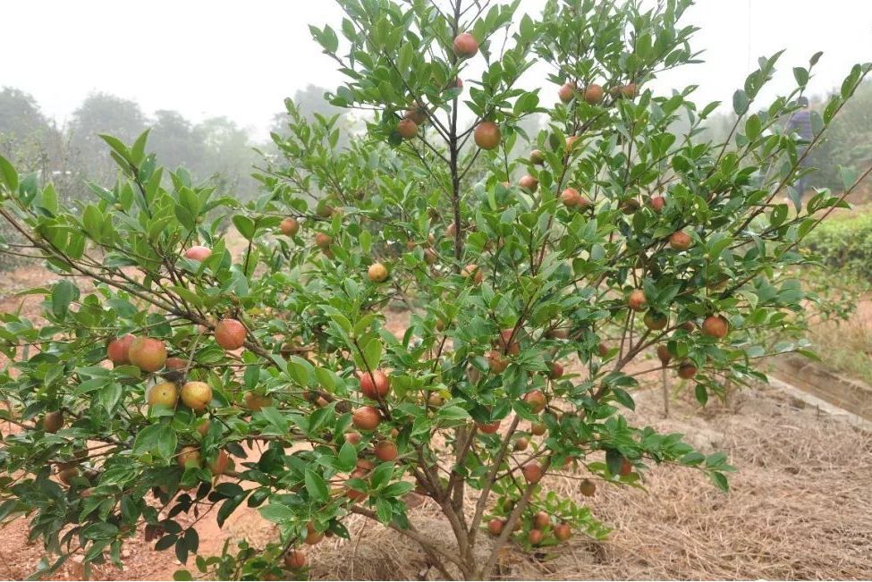 油茶無性系湘林190