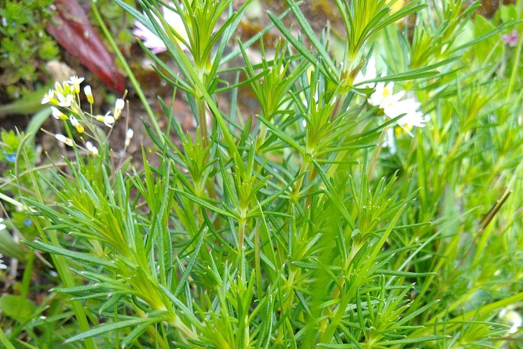 蓬子菜(茜草科拉拉藤屬植物)