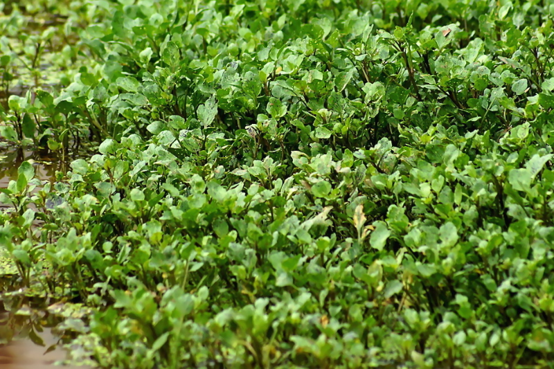 西洋菜種植基地