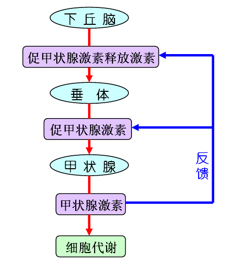 反饋調節