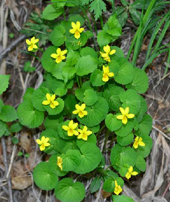 雙花堇菜