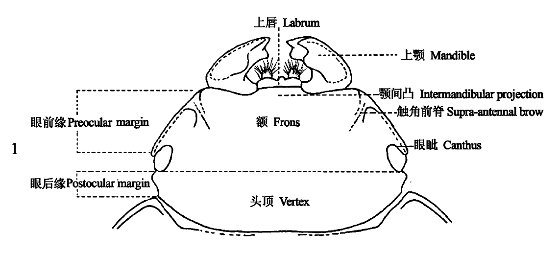 鍬甲