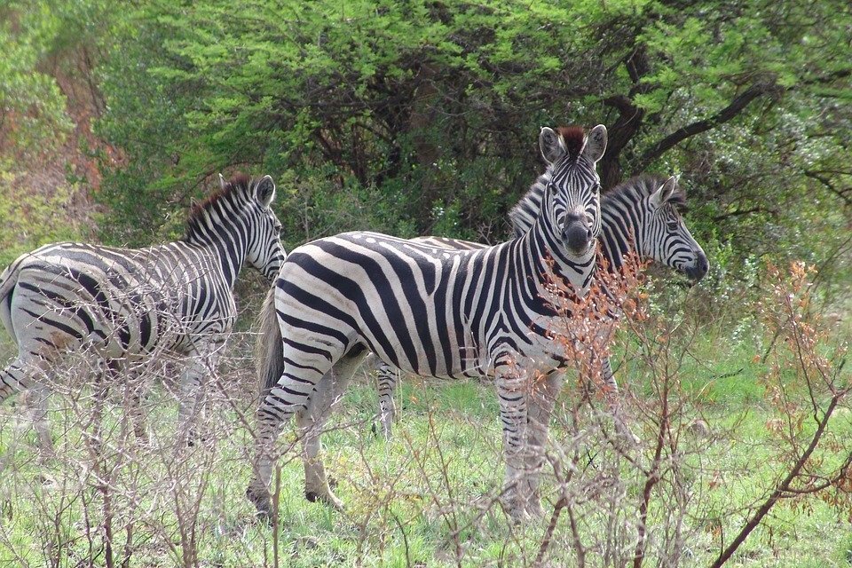 東北亞野生動物世界