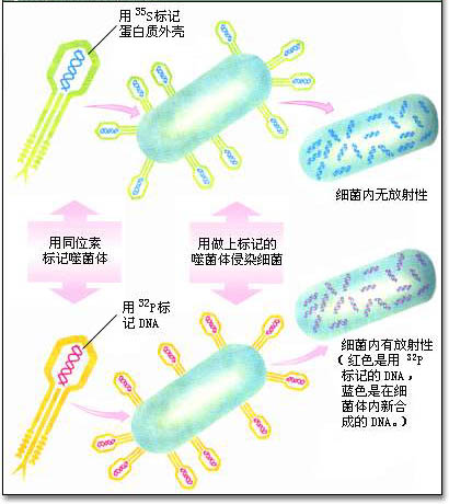 放射性同位素