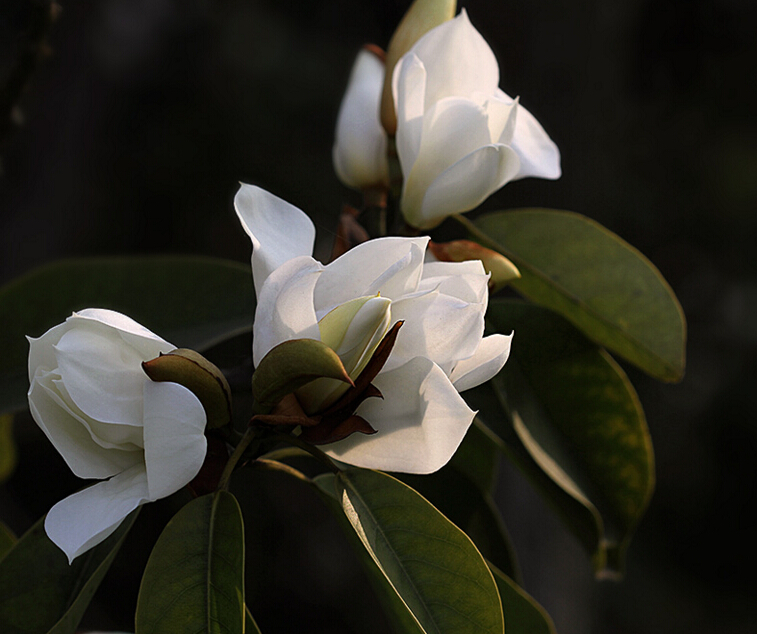 新含笑無性系1號