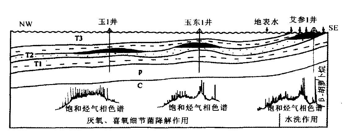 井中三疊統油藏剖面圖2