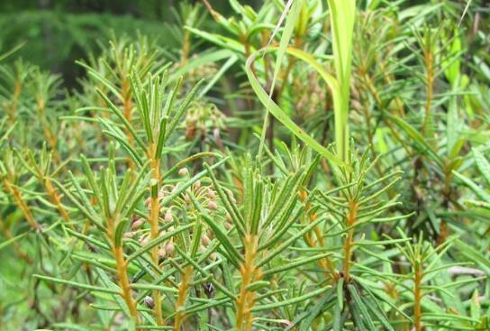 寬葉杜香(杜鵑花科杜香屬植物)