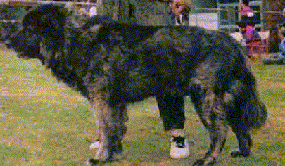 圖例:1988年蘇聯犬舍犬展冠軍