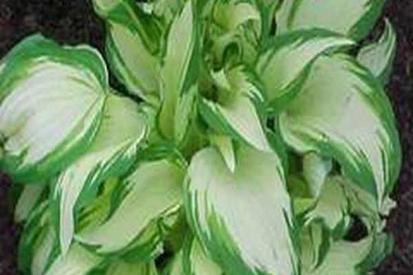 Hosta \x27White Christmas\x27