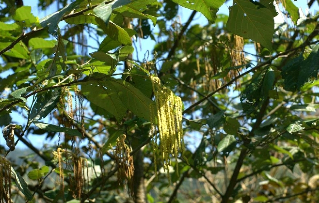 尼泊爾榿木