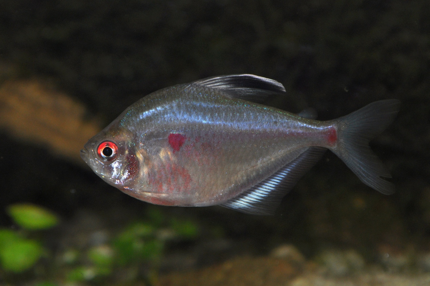 彩虹旗燈魚