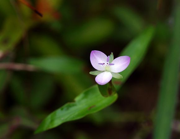 假擬沿溝草屬