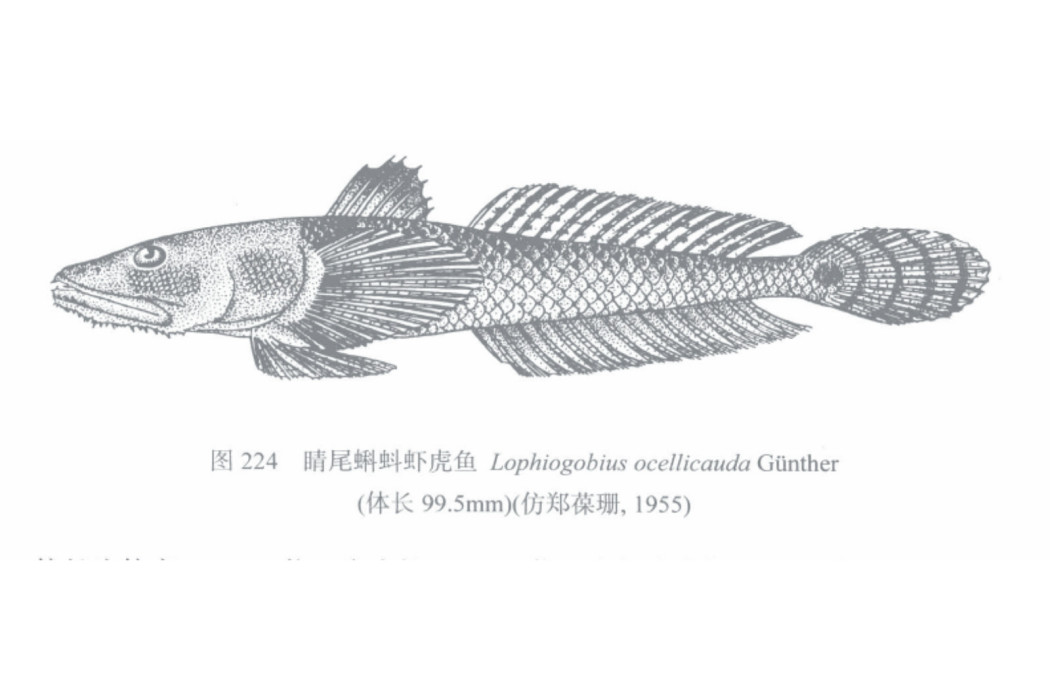 晴尾蝌蚪蝦虎魚